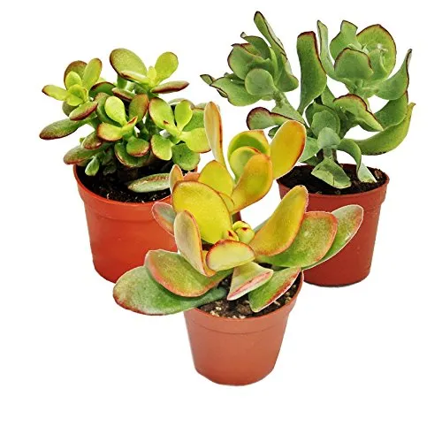 Geldbaum-Set, 3 verschiedene Crassula-Arten im 12cm Topf