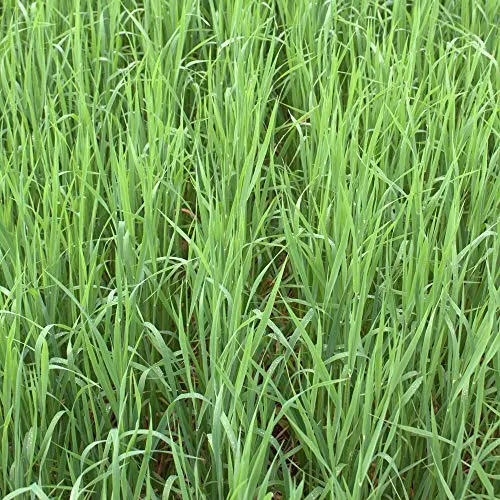 Sandhafer Avena strigosa Rauhafer 25 kg Gründüngung Gründünger bei Obstbau
