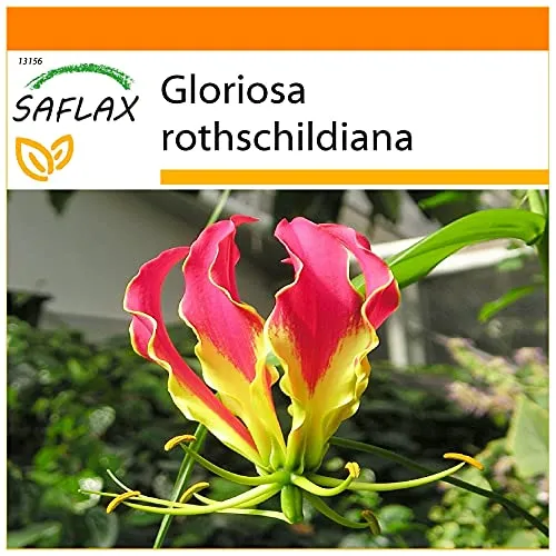 SAFLAX - Garden in the Bag - Afrikanische Kletterlilie - 15 Samen - Mit Anzuchtsubstrat im praktischen, selbst aufstellenden Beutel - Gloriosa rothschildiana