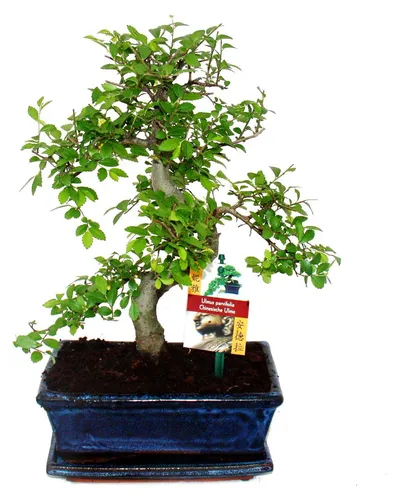 Bonsai Chinesische Ulme - Ulmus parviflora - ca. 8 Jahre - Bonsai mit individueller Handgestaltung, perfekt für kühle Räume. Ideal für Bonsai-Liebhaber, die ein einzigartiges Unikat suchen.