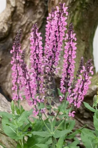 Salvia nemorosa 'Rose Queen' 9x9 cm Topf – Winterhart, Mehrjährig, Pflegeleicht – Steppen-Salbei – Beetstaude für Garten & Rabatte