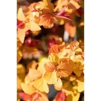 Spiraea Japonica Double Play Big Bang - Leuchtende Farben für jeden Garten - Blühende Zimmerpflanzen mit auffälligem, orangefarbenem Laub und rosa Blüten. Pflegeleicht, winterhart und ideal für Rabatten oder als niedrige Hecke.