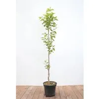 Diospyros kaki 'Vaniglia' - Süße Kakipflaume mit vanilleartigem Aroma - Obstsamen & -pflanzen, große, süße Früchte, ideal für Kübel und winterhart bis -10 °C, pflegeleicht und perfekt für Gärten oder Terrassen.