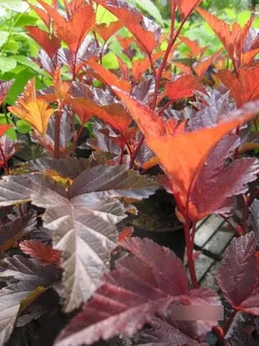 Physocarpus opulifolius Little Angel - Fasanenspiere Little Angel - 30-40cm