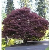 Roter Fächerahorn 125-150cm - Acer palmatum Atropurpureum - Sträucher, bekannt für seine leuchtend rote Farbe, die den ganzen Sommer über strahlt und im Herbst intensiver wird. Ideal für Gärten, die Farbe und Struktur benötigen.