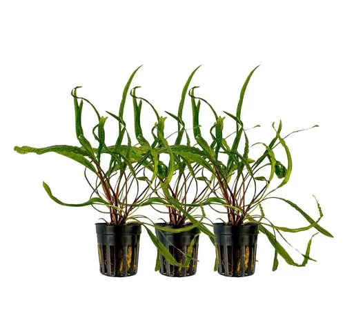 Aquaone Wasserpflanze Aquarium Pflanze 3 Stück Cryptocoryne balansae Topf Nr.309B