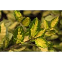 Gehölz Elaeagnus pungens Maculata - Silberbeere, 1 St. - Pflanzenzubehör für sonnige, windgeschützte Standorte. Diese buschige Ölweide bietet einen attraktiven Wuchs und benötigt mittlere Bewässerung.