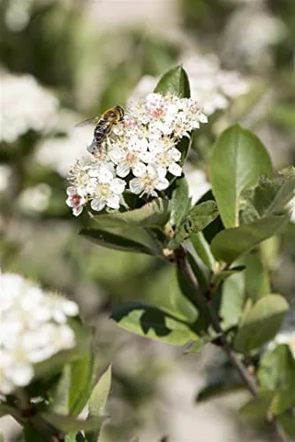 Pflanzen für Dich Gehölze Aronia prunifolia 'Nero' - 1 St. Weiß - Pflanzensamen, ideal für sonnige, windgeschützte Standorte. Diese robuste Aronia-Sorte begeistert mit weißen Blüten und einem buschigen Wuchs.