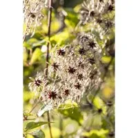 Clematis tangutica Gold-Waldrebe, 1 St. Kletterpflanze - Bienenfreundliche Kletterpflanze mit leuchtend gelben Blüten, die von Juli bis Oktober blüht. Ideal für Zäune und Pergolen, winterhart und pflegeleicht.