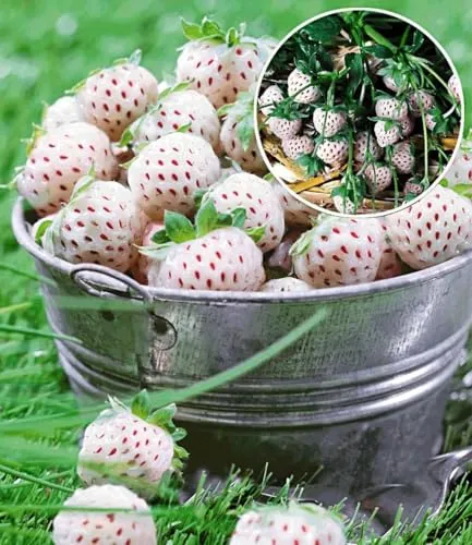 BALDUR Garten 4er Weiße Ananas-Erdbeere 'Natural White®', Pflanzen im Topf, 3x weiße Erdbeere & 1x rote Erdbeere Senga Sengana, winterhart, pflegeleicht, blühend, Fragaria x ananassa