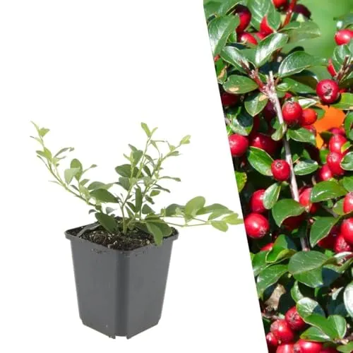Plants by Frank | 24 Zwergmispel Pflanzen | Cotoneaster Dammeri - Immergrüner Bodendecker für pflegeleichte Gartenflächen. Diese robusten Pflanzen schaffen dichte Teppiche, die Unkraut unterdrücken und sind ideal für sonnige bis halbschattige Lagen. Schnelle Flächenbegrünung garantiert!
