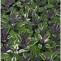 Echter Salbei Tricolor - Salvia officinalis