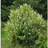 Zimterle Silberkerzenstrauch 40-60cm - Clethra alnifolia
