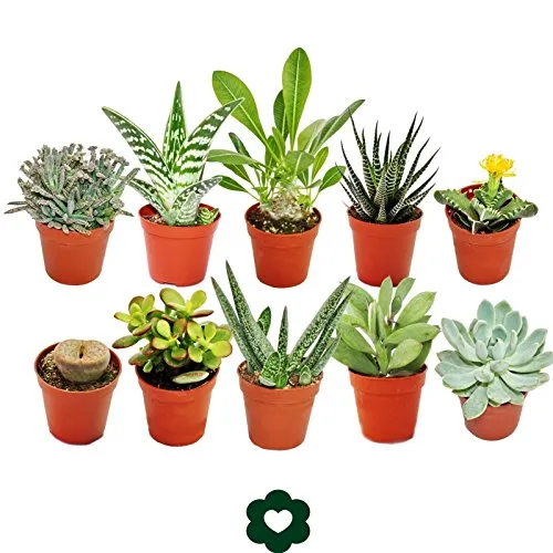 Verschiedene Sukkulenten Set 10 Stück 5,5cm - Kakteen Set mit 10 verschiedenen Sukkulenten, ideal für Sammler und Anfänger. Pflegeleicht und perfekt für helle Fensterplätze, bringen sie Farbe und Leben in Ihr Zuhause!