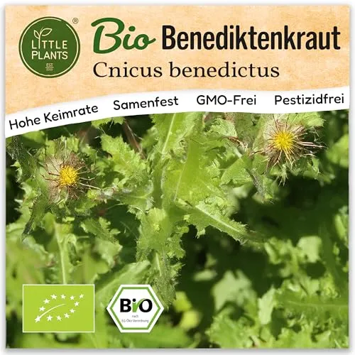 Little Plants BIO Benediktenkraut Samen 80 Benediktenkrautsamen Kräutersamen Samenfest für Kräutergarten Kräuter Samen für Balkon, Hochbeet und Garten