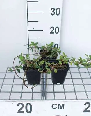 Cotoneaster damm. 'Major' (radicans) - Kriechender Zwergholz-Cotoneaster - Topf 9 cm x 9 cm 12 x