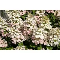 Hydrangea Paniculata 'Early Harry' Rispenhortensie 40-60 cm - Blühende Zimmerpflanzen, pflegeleichte Rispenhortensie mit großen, cremeweißen Blüten, die im Herbst rosa werden – ideal für Kübel und Rabatten.