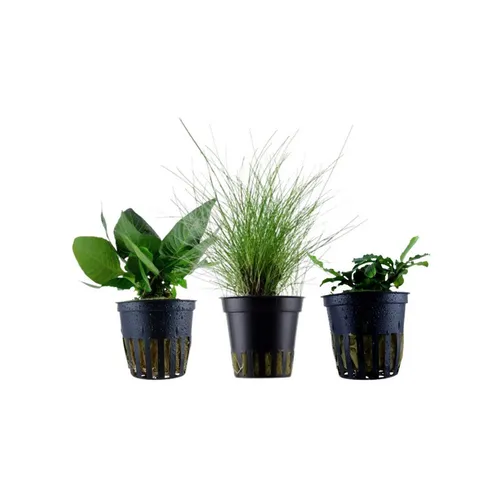 Aquaone Wasserpflanzen Set Nr. 109 mit 3 Sorten - Set aus 3 volldurchwurzelten Wasserpflanzen: Eleocharis parvula, Hygrophila corymbosa 'Compact' und Bucephalandra pygmaea 'Wavy Green' – ideal für aquaristische Gestaltung.