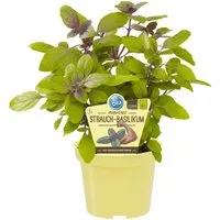 Blu Bio-Strauchbasilikum Topf-Ø ca. 12 cm Ocimum