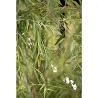 Salix Alba Tristis Trauerweide 150–200 cm - Hausbäume – Pflegeleichte Trauerweide mit eleganten herabhängenden Zweigen, ideal für große Gärten und Uferbereiche, bietet Lebensraum für Vögel und Insekten.
