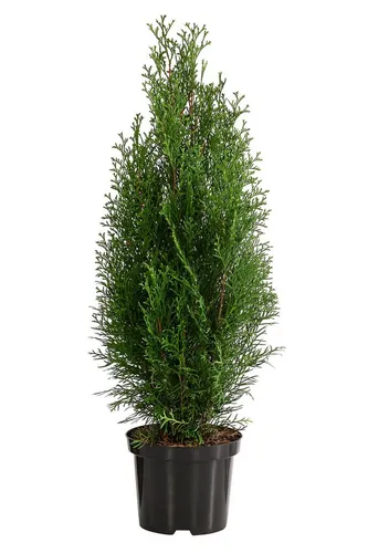 Dehner Hecken Lebensbaum Smaragd, Thuja, 4 x 60-70 cm - Immergrüne Hecke für Sichtschutz - Dichte, immergrüne Hecke mit 4x 3 Liter Lebensbaum ‘Smaragd‘. Robust und pflegeleicht, ideal für Gärten und Terrassen. Schafft schnell Sichtschutz und zieht Vögel an.