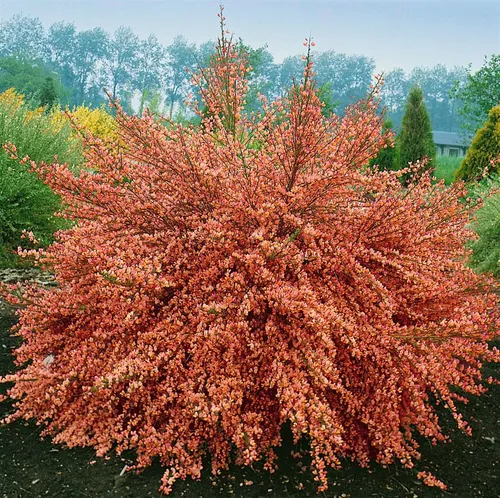 Goldginster Cytisus scoparius 'Frisia' - Bienenfreundlicher Zierstrauch - Ziergehölze, leuchtend gelbe Blüten von Mai bis Juni, pflegeleicht und ideal für naturnahe Gärten, zieht Bestäuber an und fördert die Biodiversität.