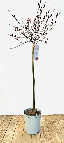 Salix 'Rotkätzchen' 75 cm Stammhöhe – Winterhart, Mehrjährig, Pflegeleicht – Weide – Ziergehölz für Kübel & Garten