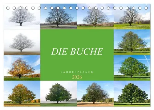 Tatjana Balzer | Die Buche: Jahresplaner 2026 (Tischkalender 2026 DIN A5...