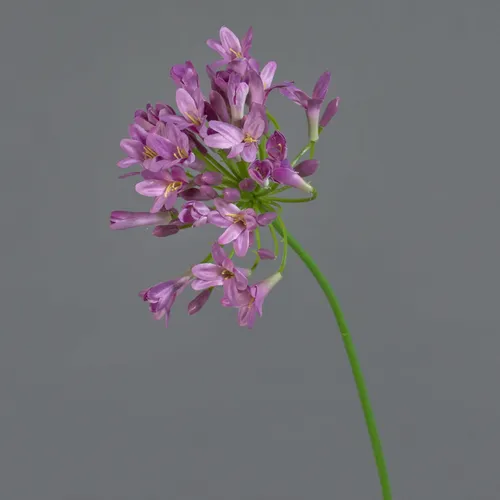 artplants Künstlicher Agapanthus PHILINA, violett, 75cm, Ø 14cm