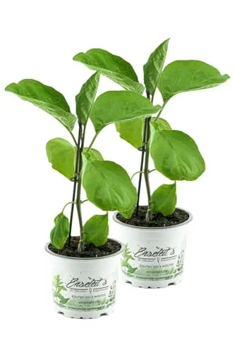 2er Set Aubergine Pflanze (Solanum melongena)