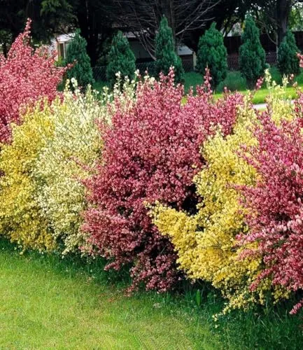 BALDUR Garten 3er Ginster-Hecke Tricolor - Pflegeleichte Heckenpflanzen im 9x9 cm Topf, ideal für sonnige bis halbschattige Standorte. Geringer Wasserbedarf und winterhart, perfekt für eine blühende Gartenlandschaft.
