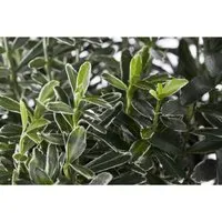 Euonymus Japonicus Microphyllus Variegata Buntlaubig Ca. 9x9 cm Topf