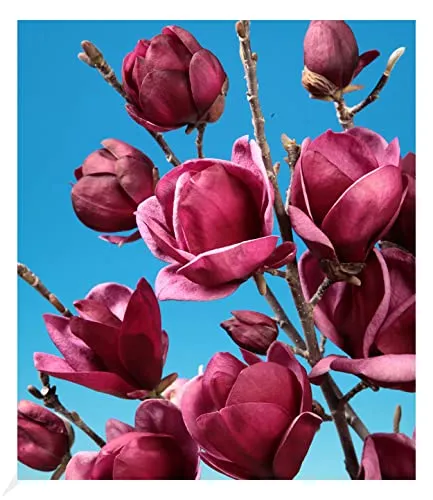 BALDUR Garten Magnolie "Genie®" - Winterharter Tulpenmagnolienbaum - Baumsamen & -pflanzen, winterhart und blühend, ideal für sonnige Standorte mit geringem Pflegeaufwand.
