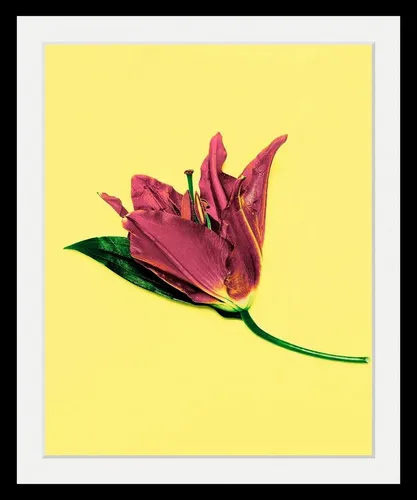queence Bild Blume, Blumen, Blumenbilder, Kunst, Pflanzen, HD Premium Poster-Druck inkl. Holzrahmen