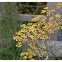 Fenchel Purpur - Foeniculum vulgare