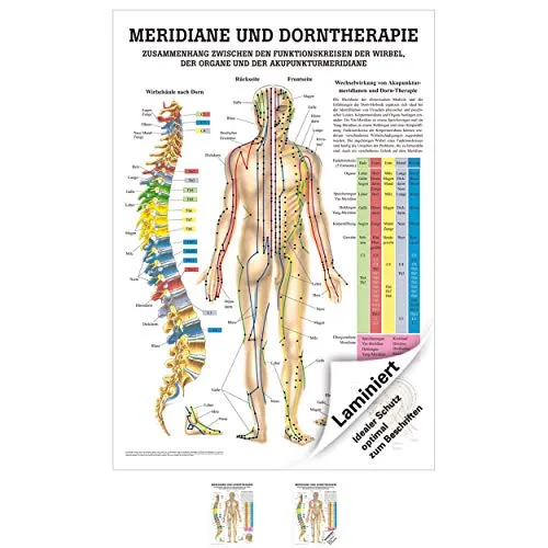 Rüdiger Meridiane u. Dorn Mini-Poster Anatomie 34x24 cm medizinische Lehrmittel