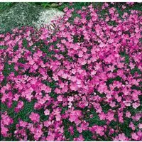 Dianthus Gratianop. La Bourboule Pfingstnelke Ca. 9x9 cm Topf