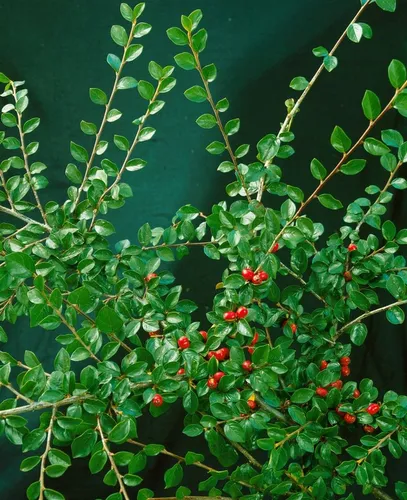 Cotoneaster divaricatus - Fächer-Zwergmispel, 1 St. - Vielseitiger Zierstrauch mit scharlachrotem Herbstlaub und dekorativen Früchten. Ideal für Hecken, Gruppenpflanzungen oder als Kübelpflanze. Pflegeleicht und robust, bringt das ganze Jahr über Farbe in Ihren Garten.