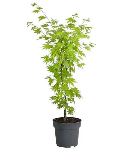 Dehner Japanischer Goldahorn Jordan, Acer shirasawanum - Kleinwüchsiger Zierahorn (50-60 cm) mit attraktiver Herbstfärbung von Goldgelb bis Rotorange, ideal für Vorgärten oder Kübelpflanzungen.