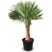 Sunny-Tree Trachycarpus Fortunei - Chinesische Fächerpalme 160 cm - Exotische Pflanzen, winterhart bis -18°C, bringt tropisches Flair in Ihren Garten und ist pflegeleicht - ideal für jedes Klima!