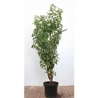 Portugiesischer Kirschlorbeer Prunus lusitanica 80–100 cm - Immergrüne, winterharte Heckenpflanze für Garten und Sichtschutz. Pflegeleicht und robust, ideal für Kübel oder als dichte Hecke. Bienenfreundlich und ganzjährig dekorativ.