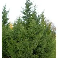 Chinesischer Wacholder Keteleeri 80-100cm - Juniperus chinensis - Sträucher, robuste Pflanze mit dichten Wuchs und schnittverträglich, ideal für sonnige bis halbschattige Standorte.