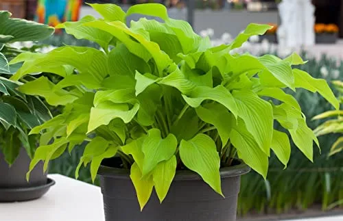 Hosta x fortunei 'Sun Power' 9x9 cm Topf – Winterhart, Mehrjährig, Pflegeleicht – Funkie – Staude für Schattenbeet & Kübel