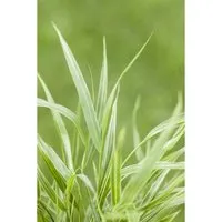 Hakonechloa Macra Strip It Rich Japanisches Berggras Ca. 11x11 cm Topf