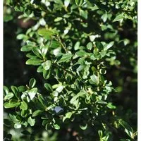 Japanische Stechpalme Ilex Glori Gem 25-30cm - ilex crenata