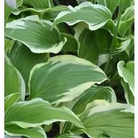 Funkie Moerheim - Hosta fortunei