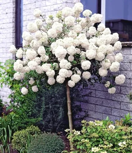 BALDUR Garten Schneeball-Stämmchen, winterhart und bienenfreundlich - Ziergehölz im 3-Liter Containertopf, ca. 40-50 cm hoch, pflegeleicht und duftend, ideal für sonnige bis halbschattige Standorte, blüht von Mai bis Juni.