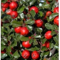 Hochstamm Thymianblättrige Zwergmispel 40-60cm - Cotoneaster thymifolius