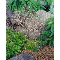 Saxifraga X Urbium Variegata Steinbrech Buntlaubig Ca. 9x9 cm Topf