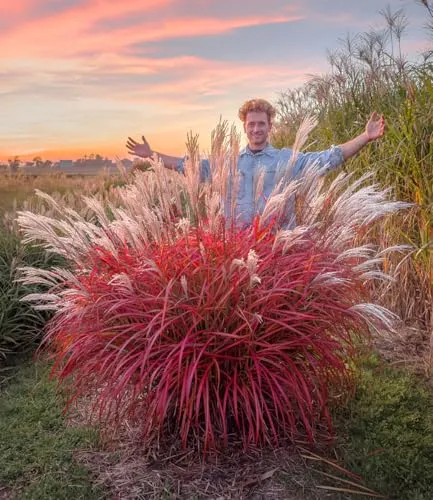 BALDUR Garten Miscanthus 'Lady in Red®' - Mehrjähriges Ziergras - Wunderschönes Ziergras für sonnige bis halbschattige Standorte, winterhart und pflegeleicht mit atemberaubender Farbkombination und malerischer Wuchsform.